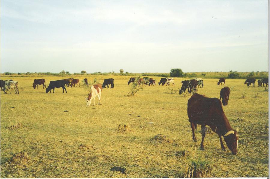 <p>November 2001 near Dakoro, central Niger. A poor photo of some of the milking cows of my doctoral research site which are called Dalleji by the Hausaphone inhabitants. This is intriguing. For Nigeria, Blench (1999) lists a Daleeji with a question mark as the same as the Azawak under a 'doubtful breed' category. Along the Niger river, Ayantunde (2007) describe a short-horned zebu Djelli breed. Bonte (1969) describes the Diali as a variety of the "zébu peul nigérien" found along the Niger river but uncommon in its pure state in the Ader Doutchi, where it is more often found crossed with the Bororodji (Bororo). Mainet (1965) indicates the Azawak as the only short-horned zebu of the Maradi region. There may be an interesting breed gradation to explore in regional geographical perspective.</p>
